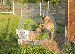 A beautiful red goat playfully attacks a goat in a jump. A goat with big horns attacks while jumping on a farm. Concept