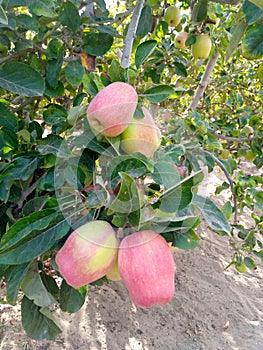 Beautiful red and green apples on apple tree in Egypt