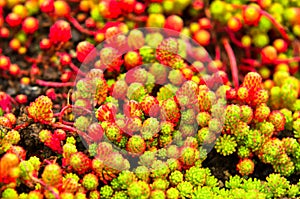 Beautiful red and green color contrasts of garden plants