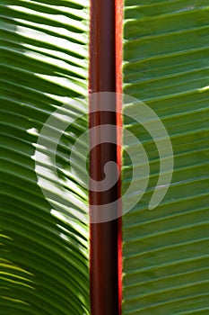 Beautiful red-green Ensete leaf, close-up