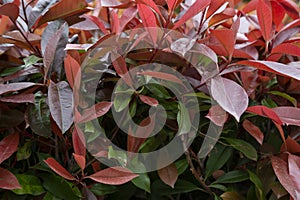 Beautiful red and green leaves of Photinia fraseri 'Red Robin' bush on blurred background of green grass. Selective