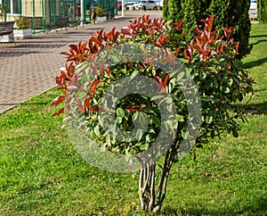 Beautiful red and green leaves of Photinia fraseri  `Red Robin` shrub in Sochi