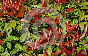 Beautiful red and green leaves of Photinia fraseri `Red Robin` shrub in Sochi.