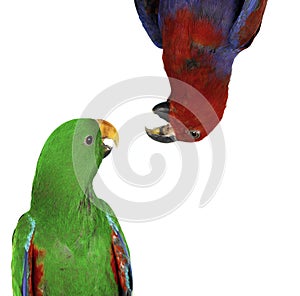 Beautiful red and green macaw parrots