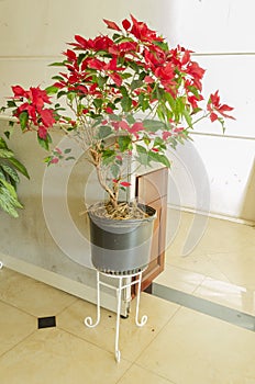 Beautiful Red and Green Potted Poinsettia photo