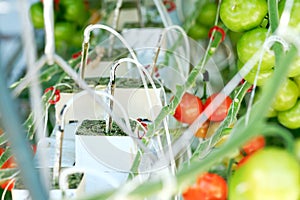 Beautiful Red Green Tomatoes Grown in Greenhouse