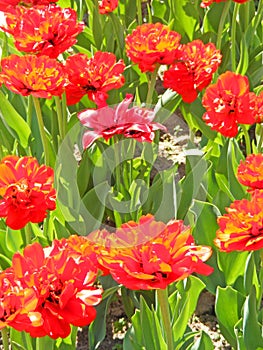 Beautiful red grenadine tulips grow on a bed