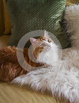 A beautiful red-haired ko on the sofa on a fluffy blanket. Cozy home interior