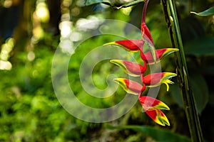A beautiful red hanging heliconia stricta flower in a tropical Hawaiian botanical garden setting