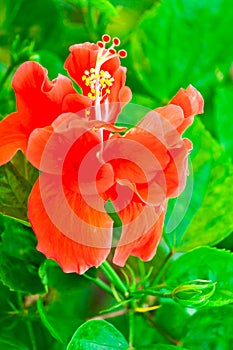 Beautiful red Hawaiian hibiscus flower