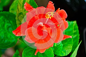 Beautiful red Hawaiian hibiscus flower