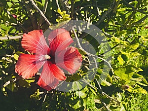 Beautiful red hawaiian hibiscus with green background under sunshine.