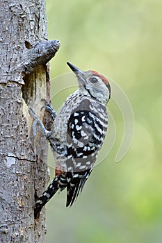 Beautiful red head white face stripe wings and camouflage feathers perching in front of its nest hole, exotic wild animal