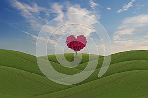 Beautiful red heart shaped tree on a field