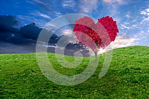 Beautiful red heart shaped tree on a field