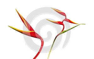 Beautiful red heliconia flower, tropical flower isolated on whit