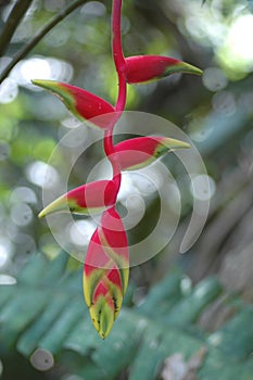 beautiful red Heliconia flower, tropical flower makro