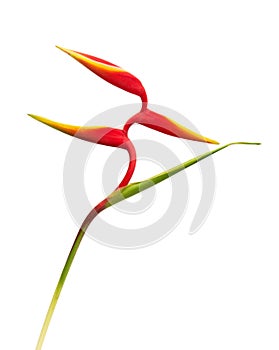Beautiful red heliconia flower, tropical flower isolated on whit
