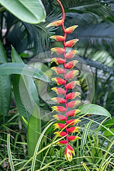Beautiful red Heliconia rostrata flower in a garden.Common names for the genus include Hanging lobster claw