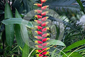Beautiful red Heliconia rostrata flower in a garden.Common names for the genus include Hanging lobster claw