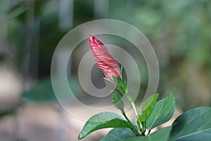 Beautiful red hibiscus bud and foliage with soft blurred background
