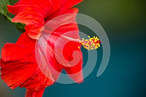 Beautiful Red Hibiscus Flower