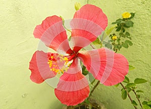 Beautiful red hibiscus flower blooming in garden, closeup of yellow pollens and petals