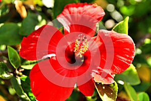 Beautiful Red hibiscus flower in the garden