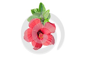 Beautiful red hibiscus flower with green leaves isolated on white background close-up.