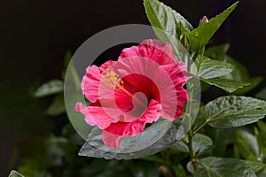 Beautiful red Hibiscus flower isolated on black background