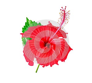 beautiful red hibiscus flower isolated on white