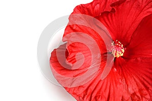 Beautiful red hibiscus flower