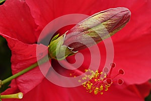 Beautiful red Hibiscus flowers in full bloom in corralejo Fuerteventura Spain