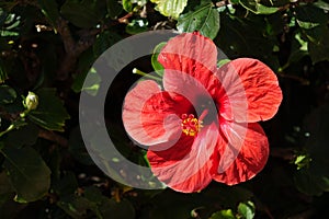 Beautiful red Hibiscus flowers in full bloom in corralejo Fuerteventura Spain