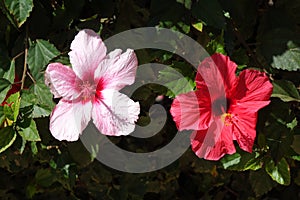 Beautiful red Hibiscus flowers in full bloom in corralejo Fuerteventura Spain