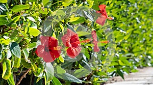 beautiful red hibiscus rosa in the hotel floral design