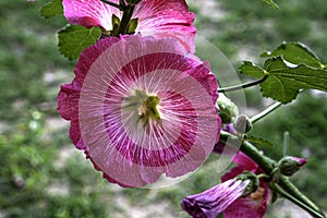 A beautiful red hollyhock in bloom in a garden.