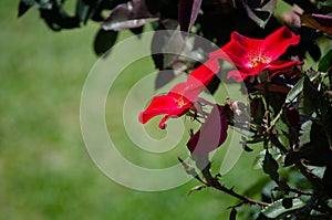 Beautiful Red `Home run` rose flower in a spring season at a botanical garden of Australia.