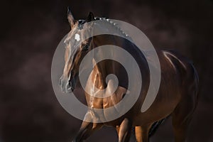 Beautiful red horse on dark background