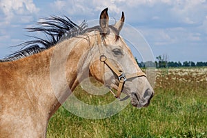 Beautiful red horse with a developing mane close-up portrait