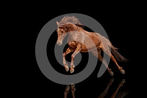 Beautiful red horse galloping in a phase jump developing mane.