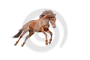 Beautiful red horse galloping in a phase jump developing mane.