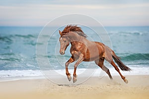 Beautiful red horse galloping on the sea beach