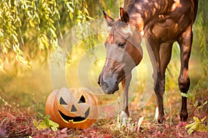 Beautiful red horse and halloween pumpkin