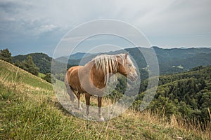 Beautiful red horse with long blond mane in summer field with mountains in background, Slovenia