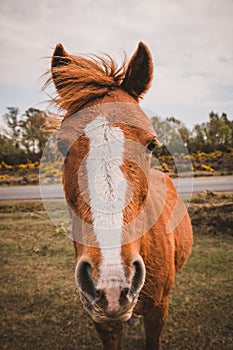 Beautiful red horse portrait onnature