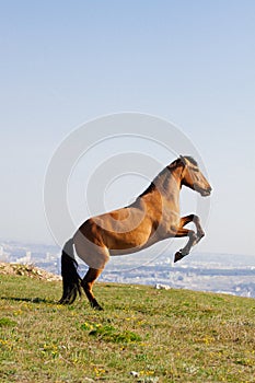 Beautiful red horse rearing up at sunny day in summer