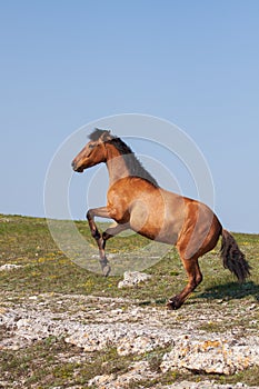 Beautiful red horse rearing up at sunny day in summer