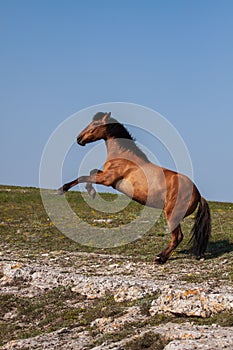 Beautiful red horse rearing up at sunny day in summer