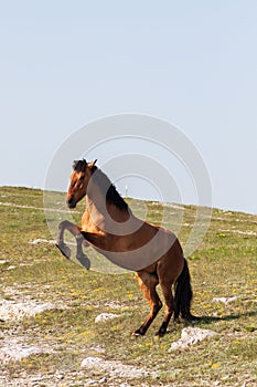 Beautiful red horse rearing up at sunset in summer